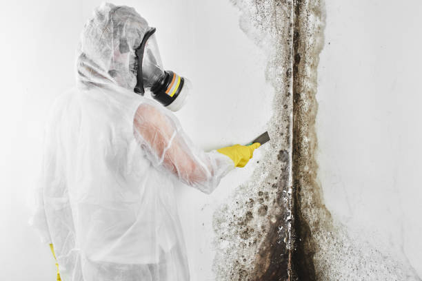 Best Insurance-Related Mold Remediation in Eagle Lake, FL