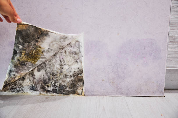 Best Residential Mold Remediation in Eagle Lake, FL